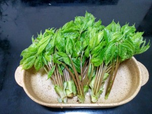 新潟山菜