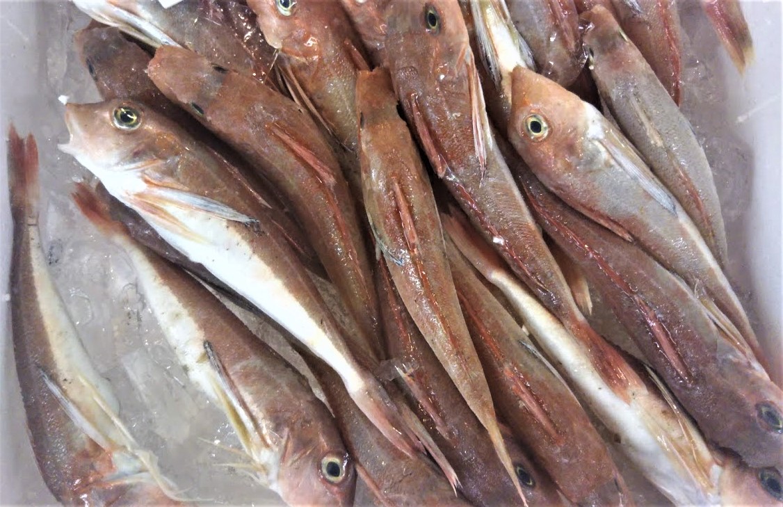 新潟の美味な地魚 カナガシラ 新潟食品名産図鑑